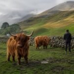 Scotland Highland Cow Farm Tour Best Hairy Coo Farms