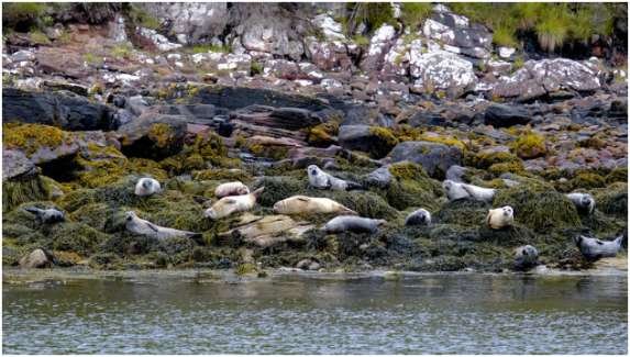 Summer Isles Wildlife Cruise