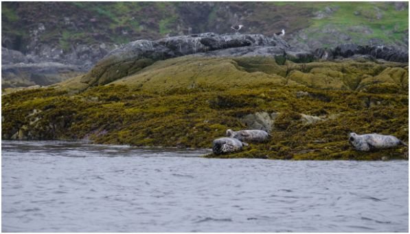 Choose Seascape Expeditions for Deep-Water Wildlife