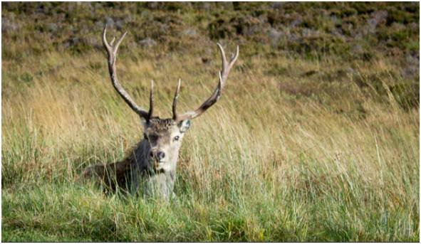 Knockan Crag National Nature Reserve