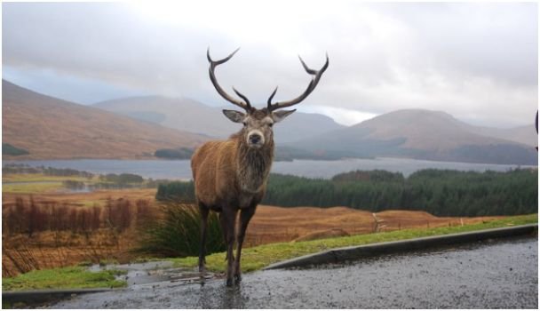 Wildlife and Long-Exposure Seascapes Around Ullapool